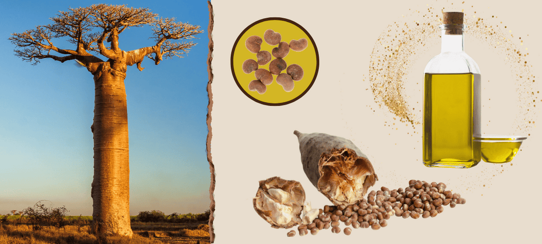 L'huile de baobab : un incontournable pour une peau nourrie et éclatante