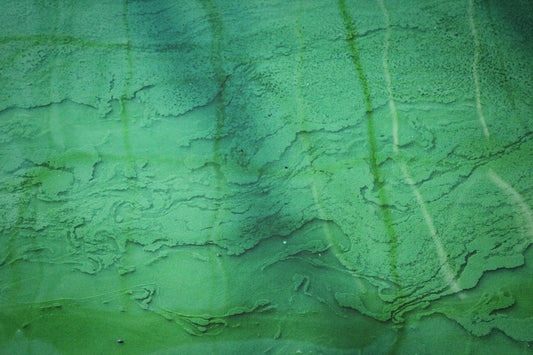 Qu’est-ce que la spiruline ?